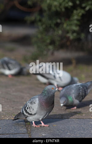 Feral Domestic Pigeons (Columba livia). Free living domesticated birds, descendants of the wild Rock Dove. London. England. Stock Photo