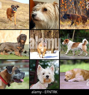collage of images with happy dogs in different situations Stock Photo