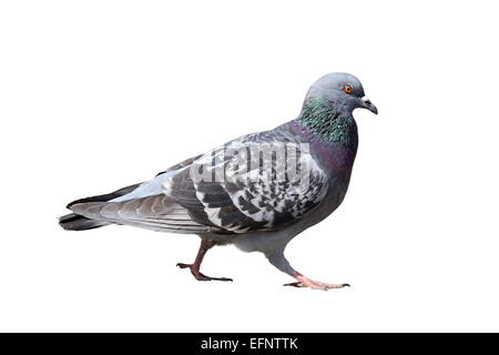 male feral pigeon walking proud in mating season, isolated over white background Stock Photo