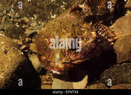 Underwater marine life, out of Eyemouth. Scotland. Amazing and wonderful, colourful creatures under the sea. Stock Photo