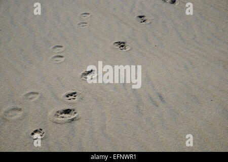 Animal footprints along a white sand beach dune. Stock Photo