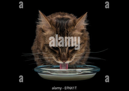 A rare Munchkin breed of cat drinking milk against a black background Stock Photo