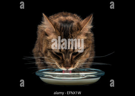 A rare Munchkin breed of cat drinking milk against a black background Stock Photo