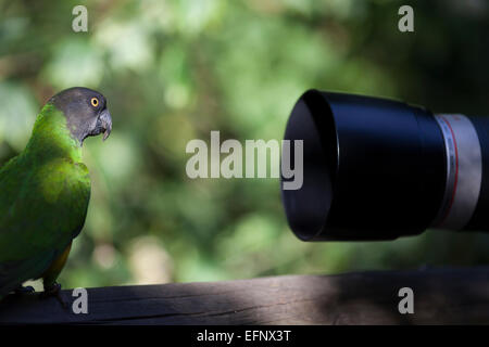 South Africa, Birds of Eden, Senegal Parrot in front of camera lens. (Poicephalus senegalus). Stock Photo