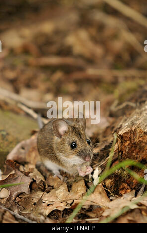 Vertical portrait of wood mouse, Apodemus sylvaticus, feeding on ground in a forest. Stock Photo