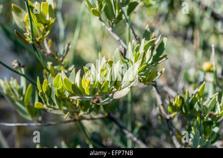Detail of Osyris lanceolata. It is a species in the Santalaceae family Stock Photo