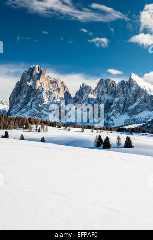 Scenic winter view of Seiser Alm Alpe di Siusi with Sassolungo Langkofel in background, Dolomites, Alto Adige South Tyrol, Italy Stock Photo