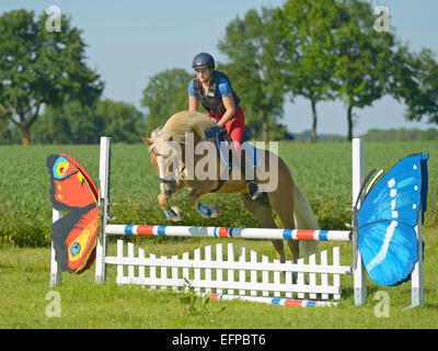 Young rider wearing body protector back Haflinger horse negotiating obstacle Germany Stock Photo