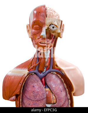 Human Body Anatomy Model isolated on white background Stock Photo - Alamy