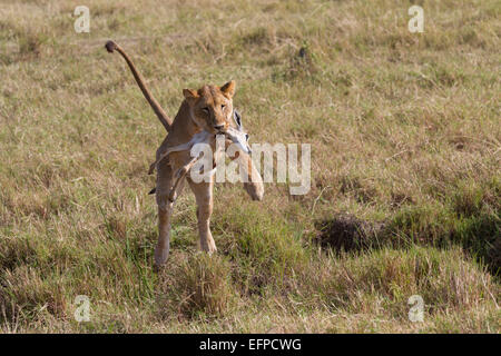 African Lion Panthera leo Lioness Thomsons Gazelle Eudorcas thomsoni prey leaping over ditch Masai Mara Kenya Stock Photo