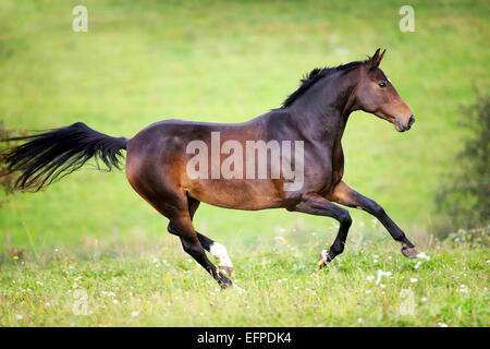 Hanoverian Horse Bay mare galloping pasture Germany Stock Photo