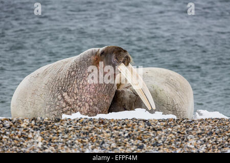 Adult bull Atlantic walrus (Odobenus rosmarus rosmarus) on the beach in Torellneset, Nordauslandet, Svalbard, Norway