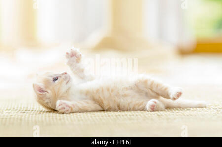 Norwegian Forest Cat Kitten 7 weeks old rolling rug Germany Stock Photo
