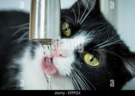 Domestic cat Black white adult drinking from water tap Germany Stock Photo