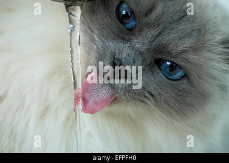 Sacred Birman Adult drinking from water tap Germany Stock Photo