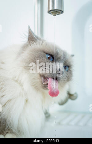 Sacred Birman Adult drinking from water tap Germany Stock Photo