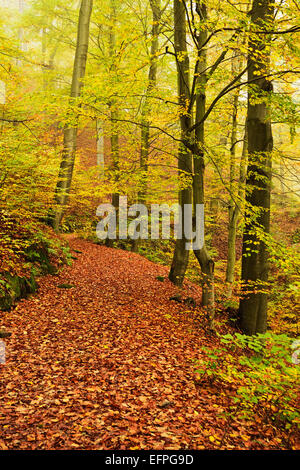 Autumn forest around Karlovy Vary, Czech Republic, Europe Stock Photo