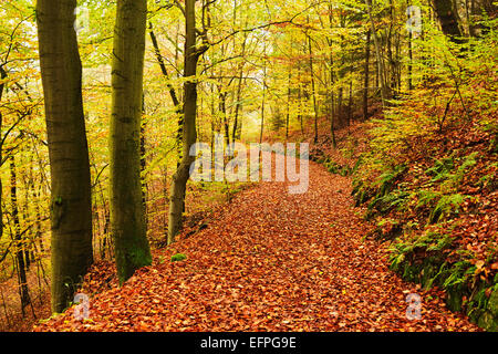 Autumn forest around Karlovy Vary, Czech Republic, Europe Stock Photo