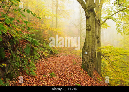 Autumn forest around Karlovy Vary, Czech Republic, Europe Stock Photo