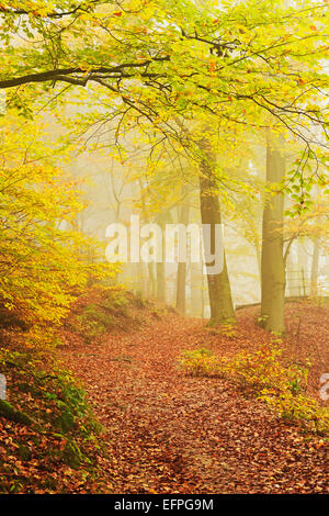 Autumn forest around Karlovy Vary, Czech Republic, Europe Stock Photo