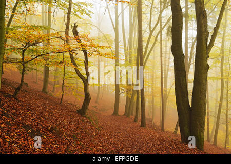 Autumn forest around Karlovy Vary, Czech Republic, Europe Stock Photo