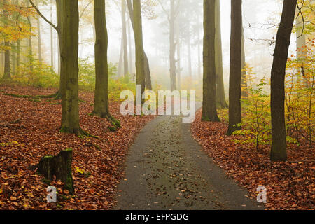 Autumn forest around Karlovy Vary, Czech Republic, Europe Stock Photo