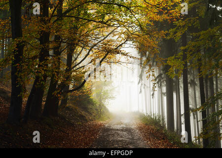 Autumn forest around Karlovy Vary, Czech Republic, Europe Stock Photo