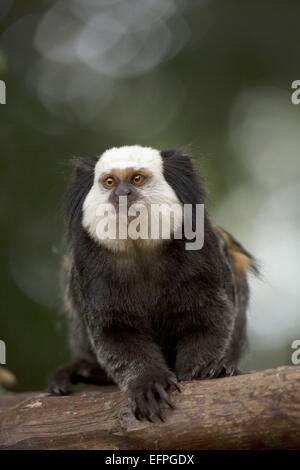 Wied's marmoset (Wied's black-tufted-ear marmoset) (Callithrix kuhlii), Bahia, Brazil, South America Stock Photo