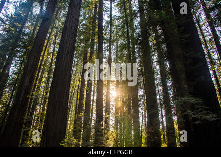 Sun breaking through the Redwood trees, Avenue of the Giants, Northern California, USA Stock Photo