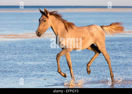 Arabian Horse Strawberry roan foal trotting shallow water beach Egypt Stock Photo