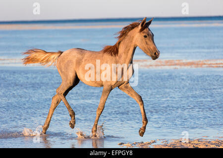 Arabian Horse Strawberry roan foal trotting shallow water beach Egypt Stock Photo