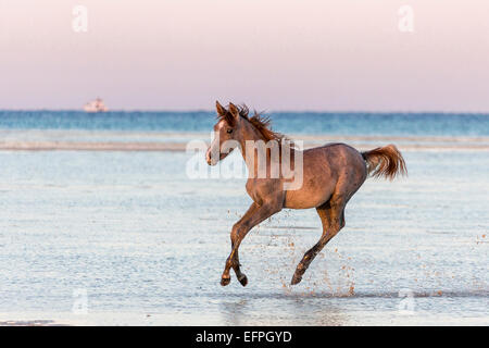 Arabian Horse Strawberry roan foal galloping shallow water beach Egypt Stock Photo
