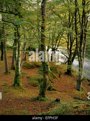 Lush woodland trees beside the River Coe in Glencoe, Lochaber, Highland Scotland Stock Photo