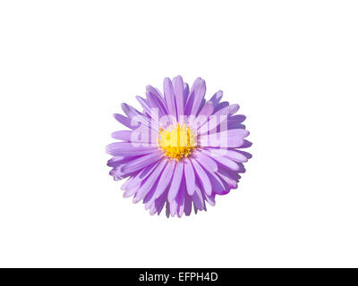 Blue Chrysanthemum Stock Photo