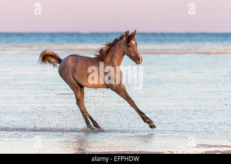 Arabian Horse Strawberry roan foal galloping shallow water beach Egypt Stock Photo