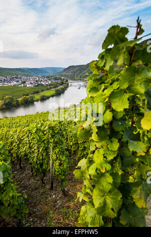 Vineyards around the Moselle at Trittenheim, Moselle Valley, Rhineland-Palatinate, Germany, Europe Stock Photo