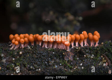 Slime mould species (Trichia decipiens macbride), fruiting bodies, Mönchbruch Nature Reserve, Hesse, Germany Stock Photo