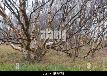 Downy Birch trees (Betula pubescens), Langeoog, East Frisia, Lower Saxony, Germany Stock Photo