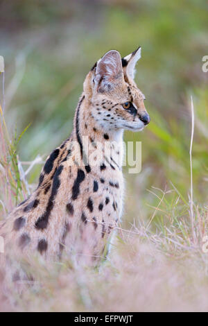 Serval (Leptailurus serval), older female sitting in tall grass, listening, observing, Maasai Mara, Kenya Stock Photo