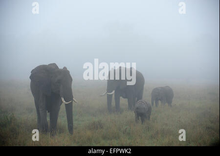 African Elephants (Loxodonta africana), elephant family with bull, cow and young, in the fog, Maasai Mara, Kenya