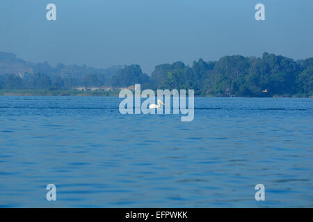 Pelican, Lake Tana, Amhara region, Ethiopia Stock Photo