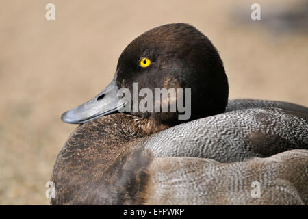 Greater Scaup (Aythya marila), drake, Saxony, Germany Stock Photo