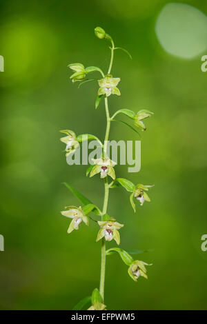 Narrow-lipped Helleborine (Epipactis leptochila), flowering, Thuringia, Germany Stock Photo