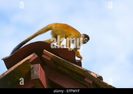 Red-backed Squirrel Monkey (Saimiri oerstedii) balancing on a roof, Puntarenas Province, Costa Rica Stock Photo