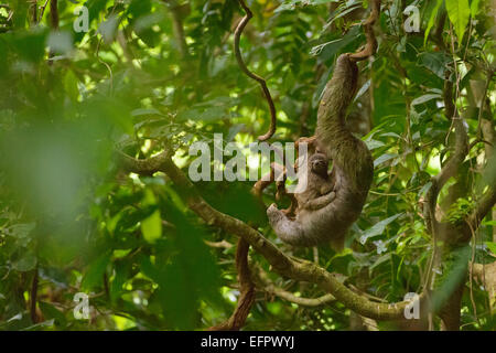 Brown-throated Sloth (Bradypus variegatus) with young, clinging to a liana in the jungle, Puntarenas Province, Costa Rica Stock Photo