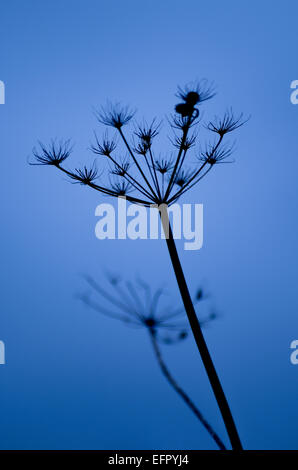 Cow parsley seed heads silhouetted against blue sky, Bedfordshire, UK Stock Photo