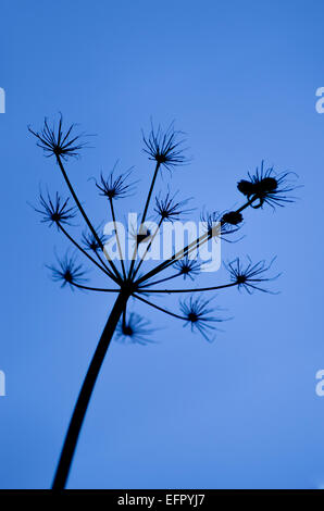 Cow parsley seed head silhouetted against blue sky, Bedfordshire, UK Stock Photo