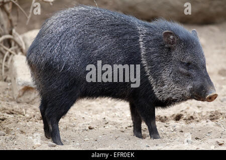 Collared peccary (Pecari tajacu) family Tayassuidae.found in North, Central, and South America. Stock Photo