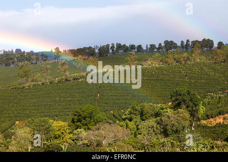 Coffee plantation and rainbow. Poas Volcano. Costa Rica. Central America Stock Photo