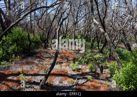 Charred tree trunks, remains of the forest fire in August 2012, below the Garajonay, La Gomera, Canary Islands, Spain Stock Photo